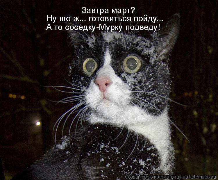 Завтра март? Ну шо ж... готовиться пойду... А то соседку-Мурку подведу!... Котоматрица: Завтра март? Ну шо ж... готовиться пойду... А то соседку-Мурку подведу!