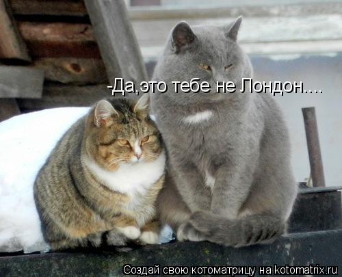 -Да,это тебе не Лондон....... Котоматрица: -Да,это тебе не Лондон....