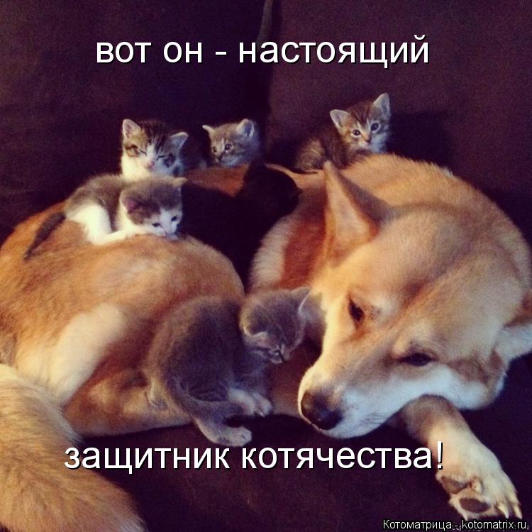 вот он - настоящий защитник котячества!... Котоматрица: вот он - настоящий защитник котячества!