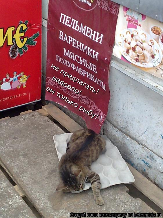 не предлагать! надоело! ем только рыбу!... Котоматрица: не предлагать! надоело! ем только рыбу!