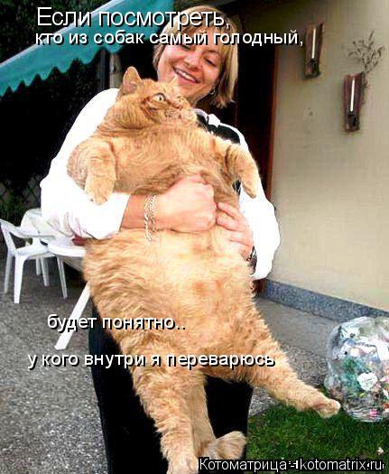 Если посмотреть, кто из собак самый голодный, будет понятно.. у кого внутри я переварюсь... Котоматрица: Если посмотреть, кто из собак самый голодный, будет понятно.. у кого внутри я переварюсь