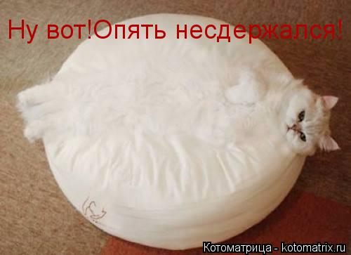 Ну вот!Опять несдержался!... Котоматрица: Ну вот!Опять несдержался!