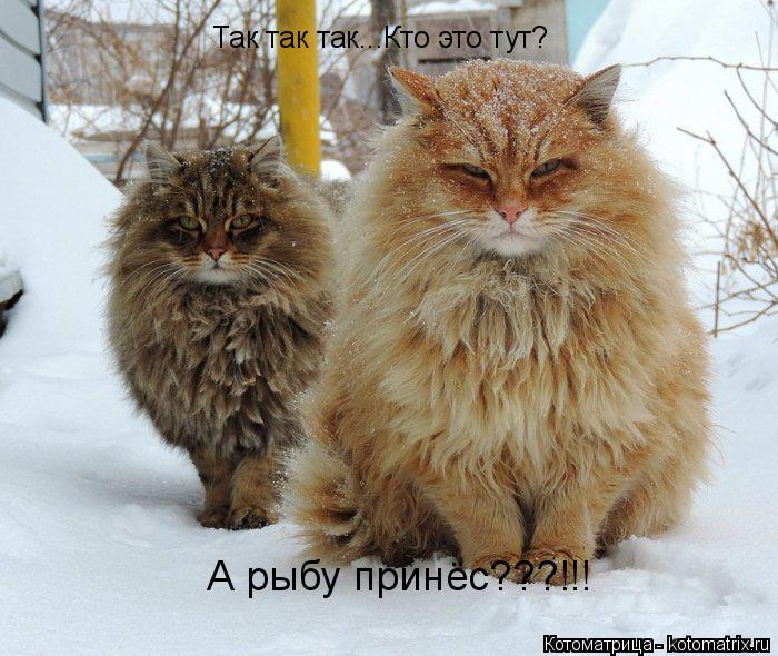 Так так так...Кто это тут? А рыбу принёс???!!!... Котоматрица: Так так так...Кто это тут? А рыбу принёс???!!!