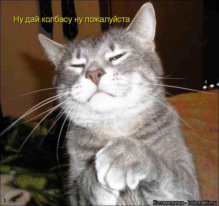 Ну дай колбасу ну пожалуйста... Котоматрица: Ну дай колбасу ну пожалуйста