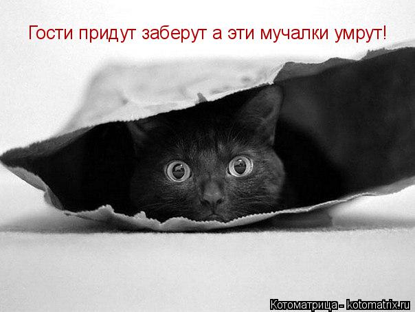 Гости придут заберут а эти мучалки умрут!... Котоматрица: Гости придут заберут а эти мучалки умрут!