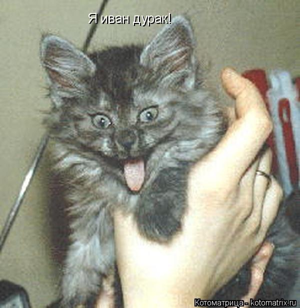 Я иван дурак!... Котоматрица: Я иван дурак!