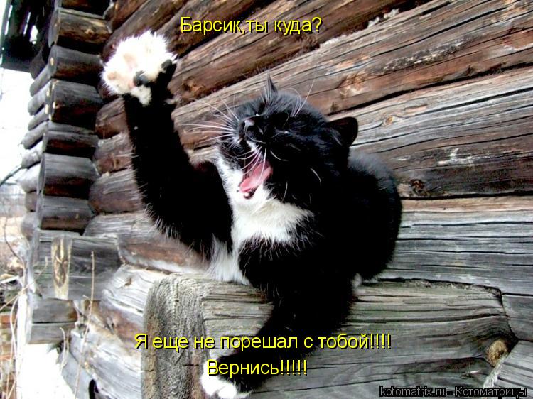 Барсик,ты куда? Я еще не порешал с тобой!!!! Вернись!!!!!... Котоматрица: Барсик,ты куда? Я еще не порешал с тобой!!!! Вернись!!!!!