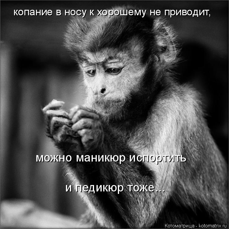копание в носу к хорошему не приводит, можно маникюр испортить и педикюр тоже...... Котоматрица: копание в носу к хорошему не приводит, можно маникюр испортить и педикюр тоже...