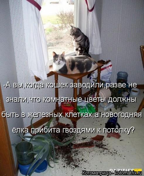 -А вы,когда кошек заводили,разве не знали,что комнатные цветы должны быть в железных клетках,а нового... Котоматрица: -А вы,когда кошек заводили,разве не знали,что комнатные цветы должны быть в железных клетках,а новогодняя ёлка прибита гвоздями к потолку?