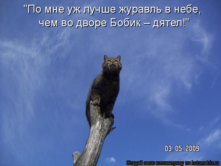 "По мне уж лучше журавль в небе, чем во дворе Бобик – дятел!"... Котоматрица: "По мне уж лучше журавль в небе, чем во дворе Бобик – дятел!"