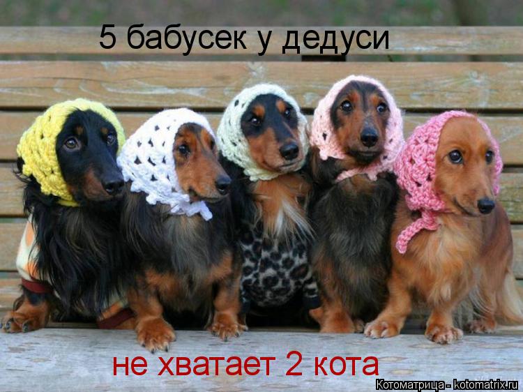 5 бабусек у дедуси не хватает 2 кота... Котоматрица: 5 бабусек у дедуси не хватает 2 кота