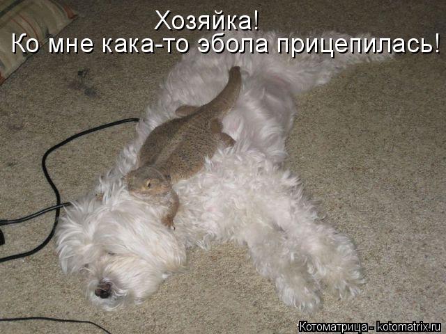 Ко мне кака-то эбола прицепилась! Хозяйка!... Котоматрица: Ко мне кака-то эбола прицепилась! Хозяйка!