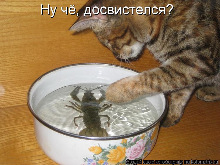 Котоматрица: Ну чё, досвистелся?