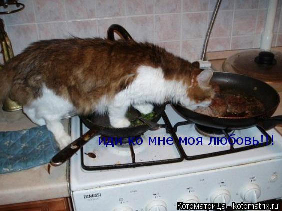 иди ко мне моя любовь!!!... Котоматрица: иди ко мне моя любовь!!!