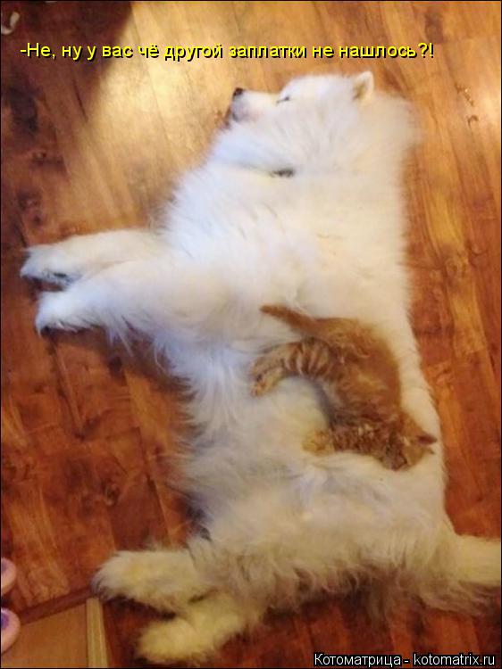 -Не, ну у вас чё другой заплатки не нашлось?!... Котоматрица: -Не, ну у вас чё другой заплатки не нашлось?!