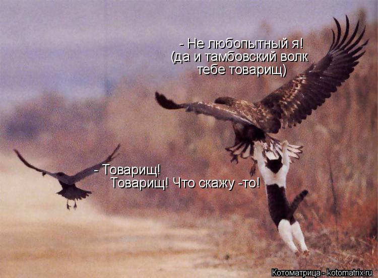 Товарищ! Что скажу -то! - Товарищ! - Не любопытный я! (да и тамбовский волк тебе товарищ)... Котоматрица: Товарищ! Что скажу -то! - Товарищ! - Не любопытный я! (да и тамбовский волк тебе товарищ)