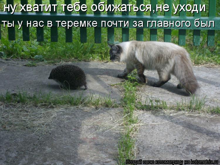 ну хватит тебе обижаться,не уходи ты у нас в теремке почти за главного был... Котоматрица: ну хватит тебе обижаться,не уходи ты у нас в теремке почти за главного был