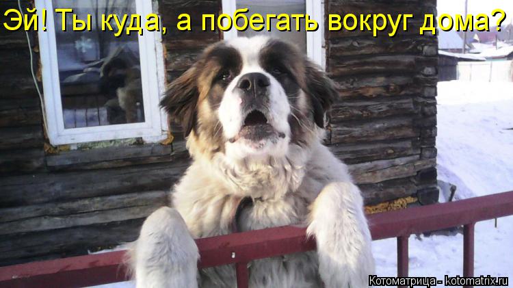 Эй! Ты куда, а побегать вокруг дома?... Котоматрица: Эй! Ты куда, а побегать вокруг дома?