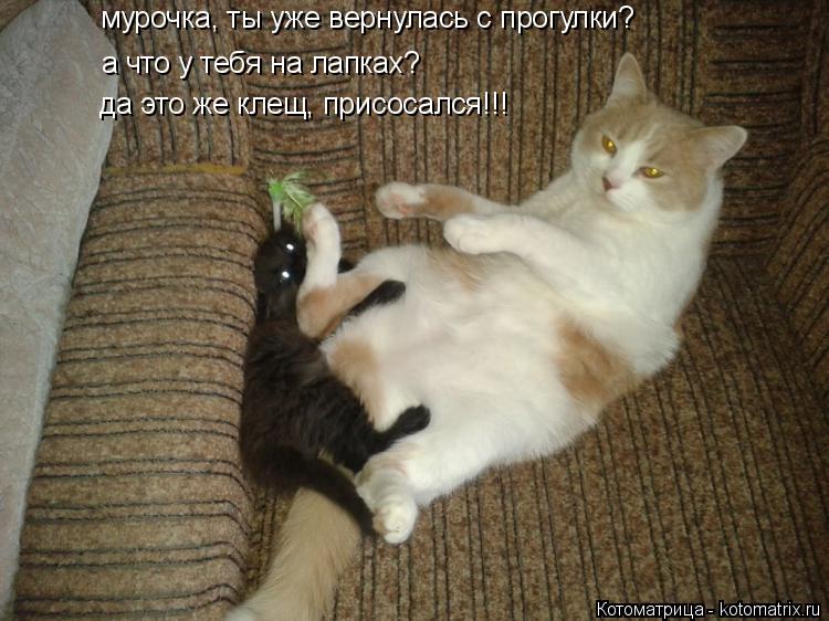 мурочка, ты уже вернулась с прогулки? а что у тебя на лапках? да это же клещ, присосался!!!... Котоматрица: мурочка, ты уже вернулась с прогулки? а что у тебя на лапках? да это же клещ, присосался!!!