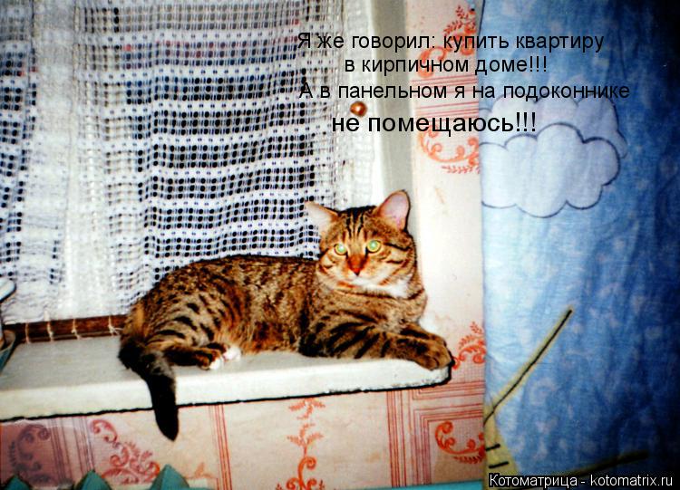 Я же говорил: купить квартиру в кирпичном доме!!! А в панельном я на подоконнике не помещаюсь!!!... Котоматрица: Я же говорил: купить квартиру в кирпичном доме!!! А в панельном я на подоконнике не помещаюсь!!!