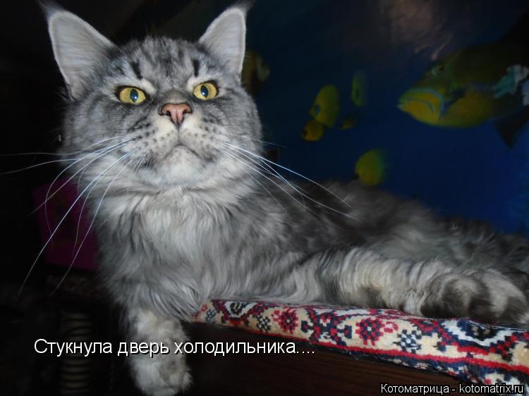 Стукнула дверь холодильника....... Котоматрица: Стукнула дверь холодильника....