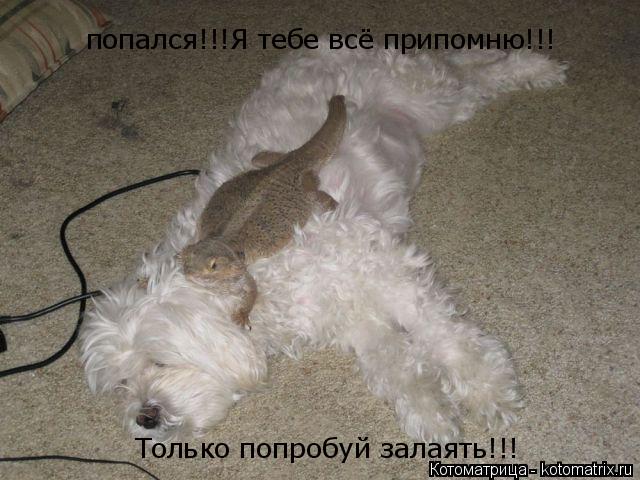 попался!!!Я тебе всё припомню!!! Только попробуй залаять!!!... Котоматрица: попался!!!Я тебе всё припомню!!! Только попробуй залаять!!!