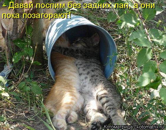 - Давай поспим без задних лап, а они пока позагорают!... Котоматрица: - Давай поспим без задних лап, а они пока позагорают!
