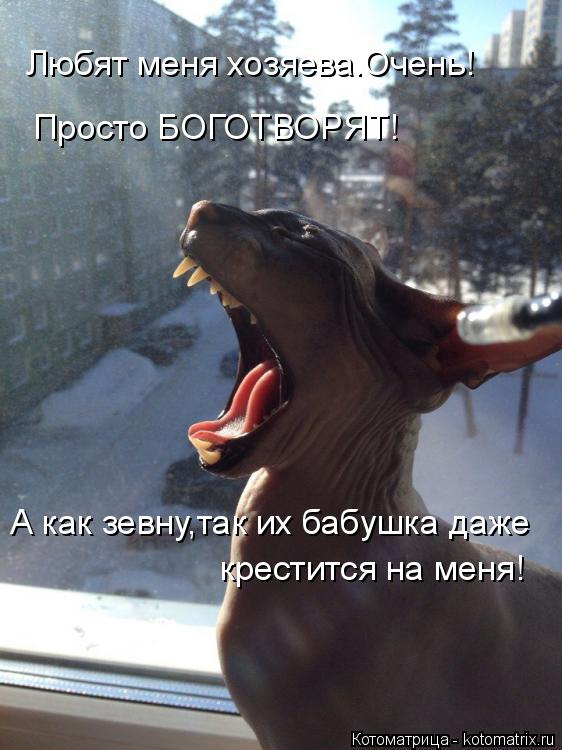 Любят меня хозяева.Очень! Просто БОГОТВОРЯТ! крестится на меня! А как зевну,так их бабушка даже... Котоматрица: Любят меня хозяева.Очень! Просто БОГОТВОРЯТ! крестится на меня! А как зевну,так их бабушка даже