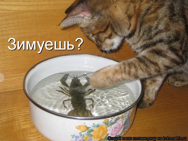 Зимуешь?... Котоматрица: Зимуешь?