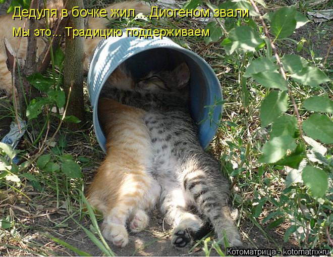Котоматрица: Дедуля в бочке жил....Диогеном звали Мы это... Традицию поддерживаем