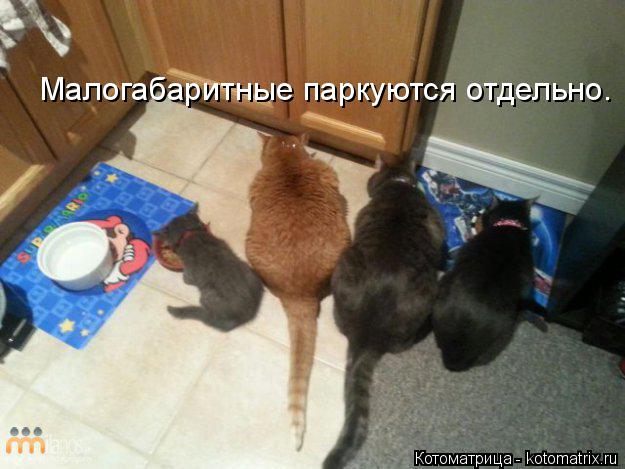 Малогабаритные паркуются отдельно.... Котоматрица: Малогабаритные паркуются отдельно.