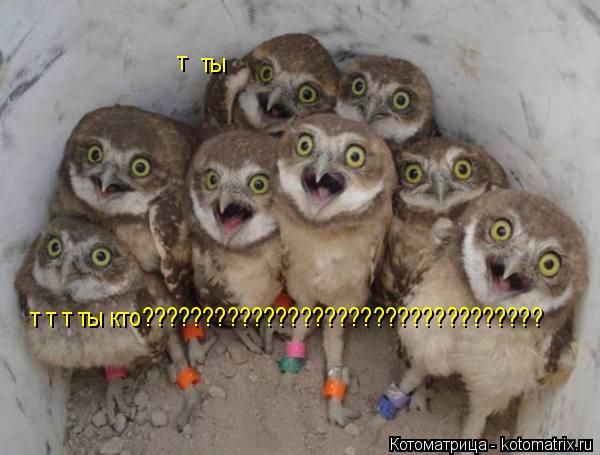 т ты т т т ты кто?????????????????????????????????... Котоматрица: т ты т т т ты кто?????????????????????????????????