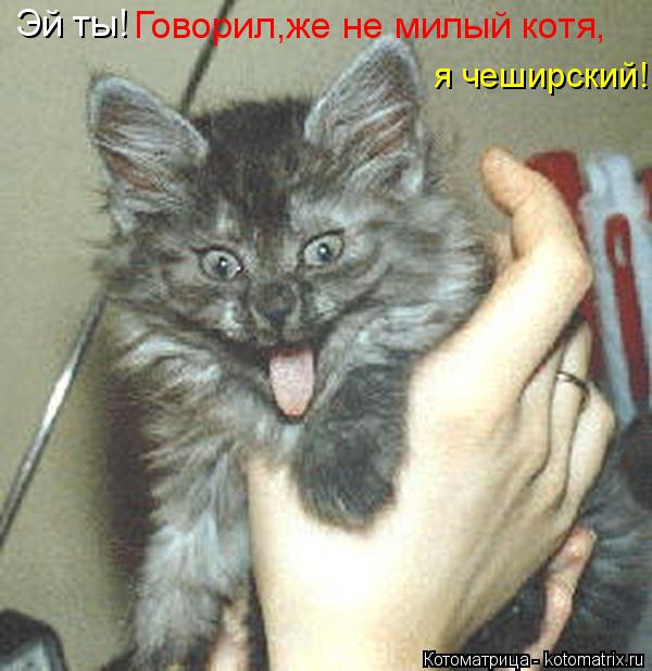 Эй ты! Говорил,же не милый котя, я чеширский!... Котоматрица: Эй ты! Говорил,же не милый котя, я чеширский!