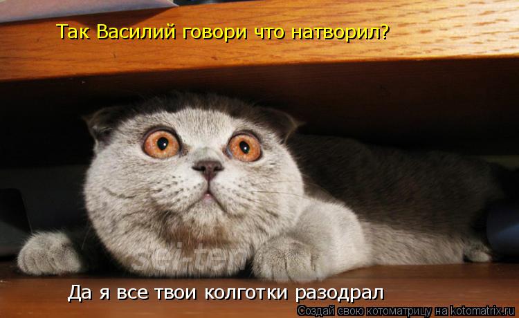 Так Василий говори что натворил? Да я все твои колготки разодрал... Котоматрица: Так Василий говори что натворил? Да я все твои колготки разодрал