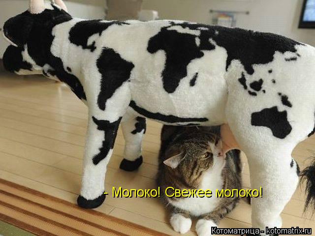 Котоматрица: - Молоко! Свежее молоко!