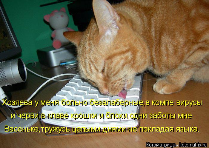 Хозяева у меня больно безалаберные,в компе вирусы и черви,в клаве крошки и блохи,одни заботы мне Ва... Котоматрица: Хозяева у меня больно безалаберные,в компе вирусы и черви,в клаве крошки и блохи,одни заботы мне Васеньке,тружусь целыми днями не покладая