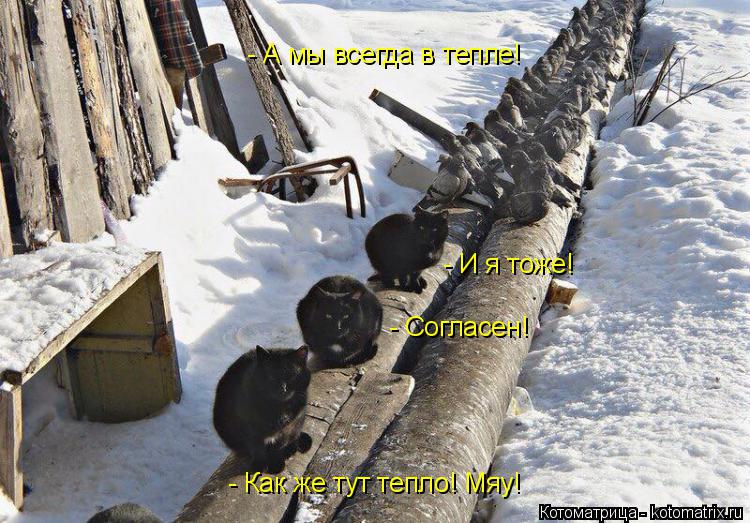 Котоматрица: - Как же тут тепло! Мяу! - Согласен! - И я тоже! - А мы всегда в тепле!