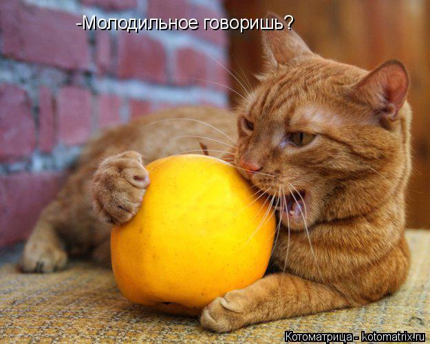 -Молодильное говоришь?... Котоматрица: -Молодильное говоришь?