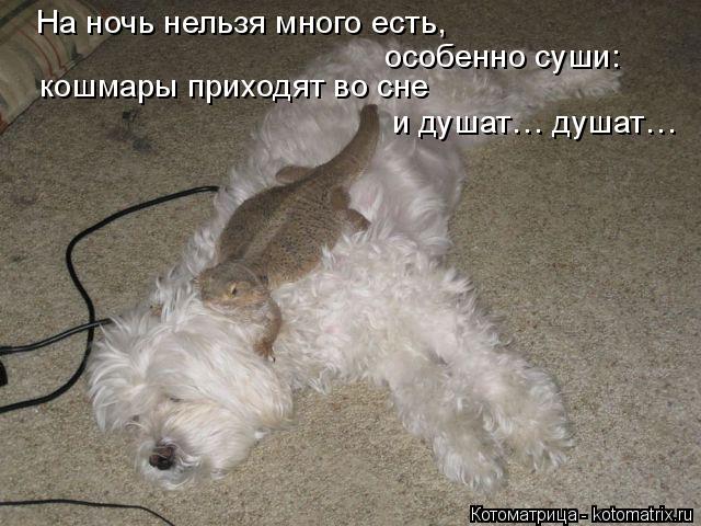 На ночь нельзя много есть, особенно суши: кошмары приходят во сне и душат… душат…... Котоматрица: На ночь нельзя много есть, особенно суши: кошмары приходят во сне и душат… душат…
