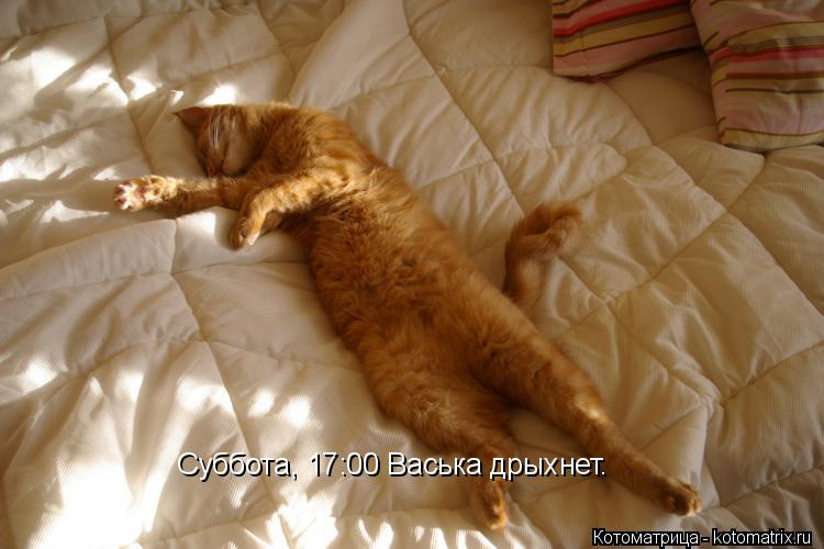 Котоматрица: Суббота, 17:00 Васька дрыхнет.