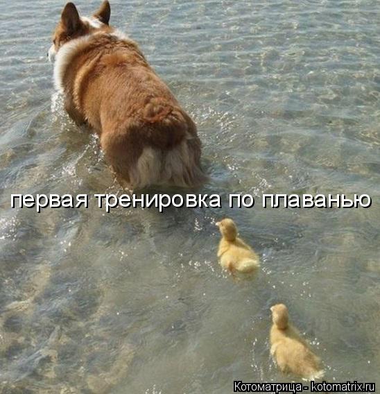 первая тренировка по плаванью... Котоматрица: первая тренировка по плаванью
