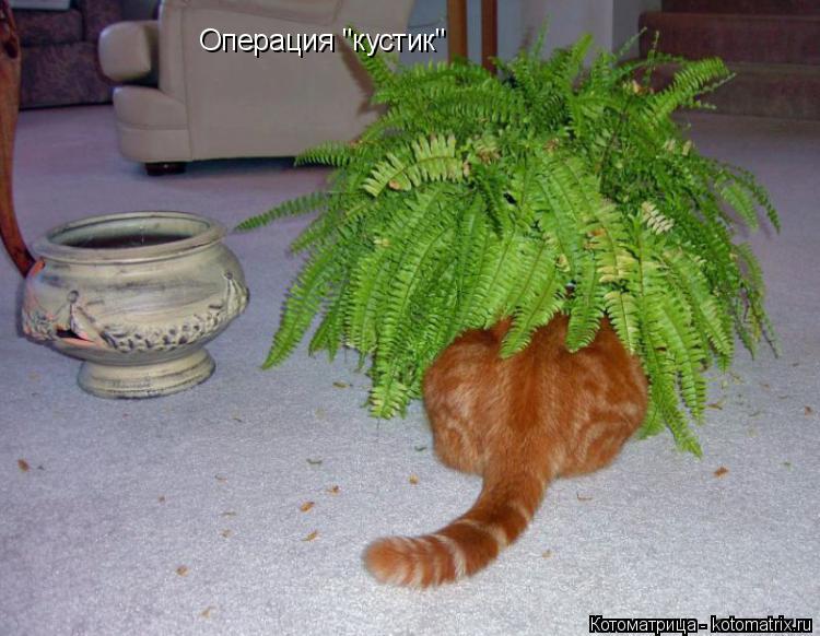 Операция "кустик"... Котоматрица: Операция "кустик"