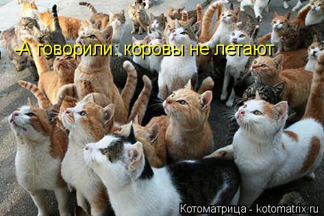 -А говорили: коровы не летают... Котоматрица: -А говорили: коровы не летают
