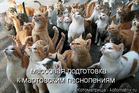 массовая подготовка к мартовским песнопениям... Котоматрица: массовая подготовка к мартовским песнопениям