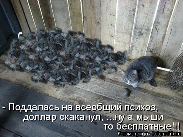 - Поддалась на всеобщий психоз, доллар скаканул, ...ну а мыши то бесплатные!!!... Котоматрица: - Поддалась на всеобщий психоз, доллар скаканул, ...ну а мыши то бесплатные!!!