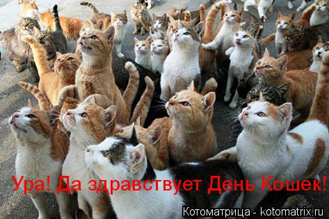 Ура! Да здравствует День Кошек!... Котоматрица: Ура! Да здравствует День Кошек!