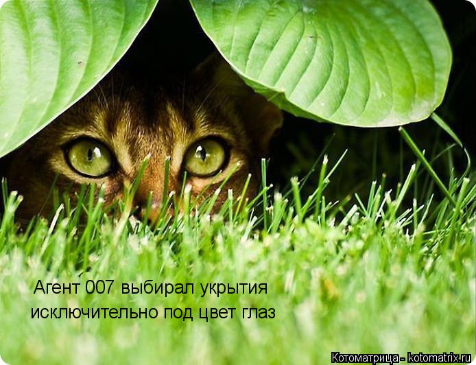 Котоматрица: Агент 007 выбирал укрытия исключительно под цвет глаз