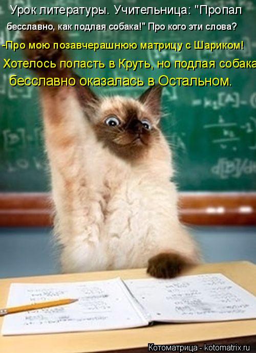 Урок литературы. Учительница: "Пропал бесславно, как подлая собака!" Про кого эти слова? -Про мою поз... Котоматрица: Урок литературы. Учительница: "Пропал бесславно, как подлая собака!" Про кого эти слова? -Про мою позавчерашнюю матрицу с Шариком! Хотелось п