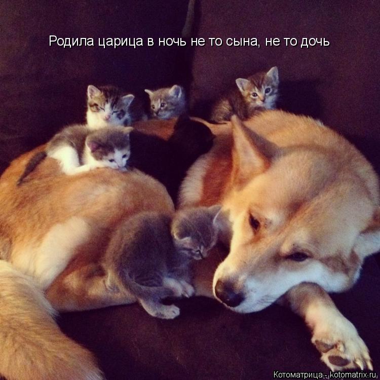 Родила царица в ночь не то сына, не то дочь... Котоматрица: Родила царица в ночь не то сына, не то дочь