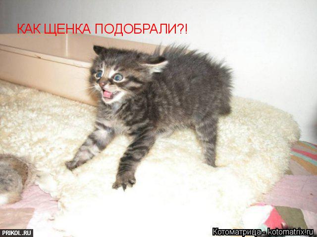 КАК ЩЕНКА ПОДОБРАЛИ?!... Котоматрица: КАК ЩЕНКА ПОДОБРАЛИ?!
